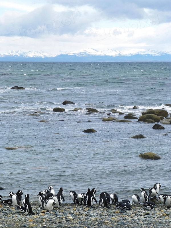 Pingüinos de Magallanes en Punta Tombo, la excursión más popular desde Trelew