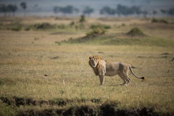 Leones descansando en la sabana: la esencia de qué ver en Masái Mara