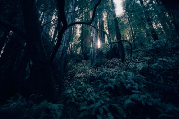 El Mossy Forest cubierto de niebla, una visita imprescindible cerca de Brinchang