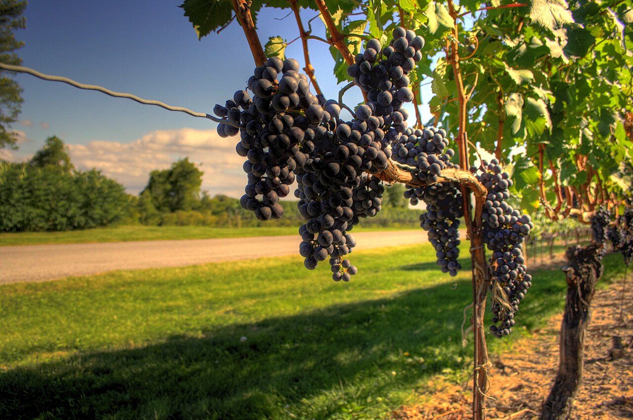Viñedos en los alrededores de Niagara-on-the-Lake, cuna del famoso vino de hielo
