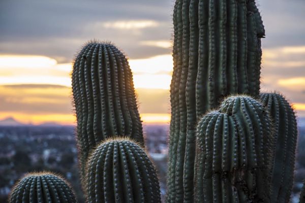 Qué ver en Phoenix: el desierto de Sonora enmarca la ciudad
