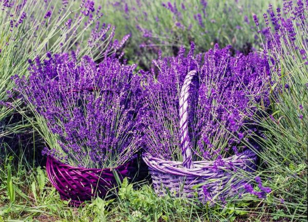 Campos de lavanda de la Provenza, una excursión imprescindible desde Aix-en-Provence
