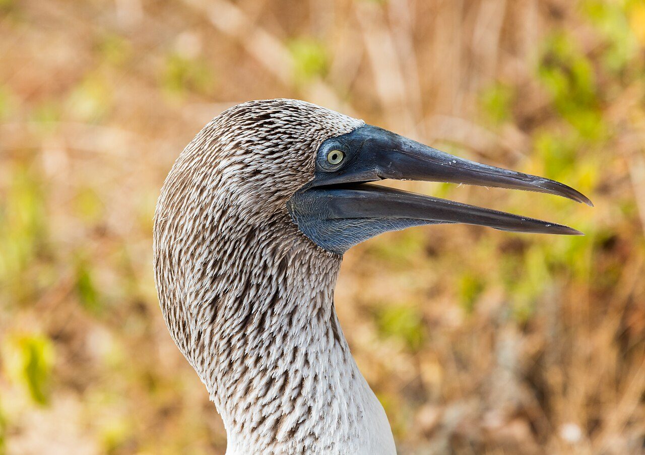 Aves marinas en Punta Pitt, otra parada esencial de qué ver en Isla de San Cristóbal