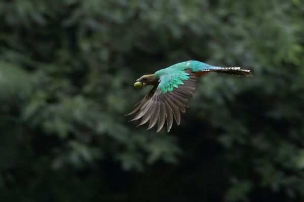 El quetzal, una de las joyas de las excursiones cercanas que ver en Boquete