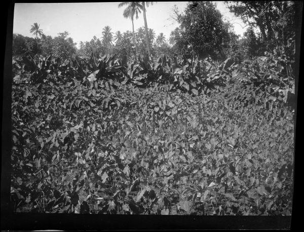 El interior montañoso de Rarotonga, ideal para el senderismo