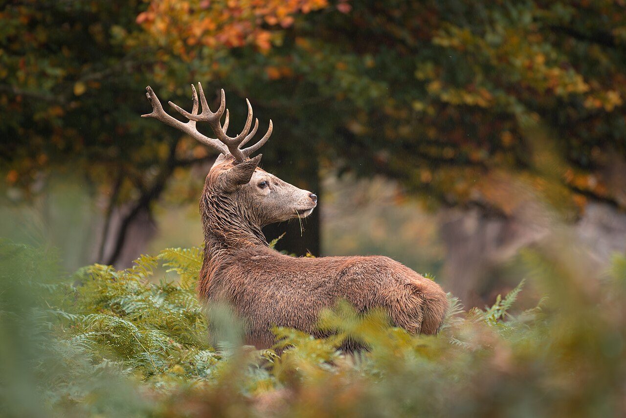 Ciervos en libertad en Richmond Park, uno de los grandes atractivos de qué ver en Richmond Upon Thames