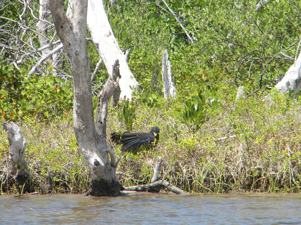Los manglares de Río Lagartos, el gran imprescindible que ver en esta reserva de Yucatán