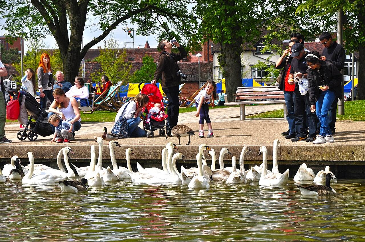 Cisnes en el río Avon, uno de los rincones más fotogénicos de Stratford
