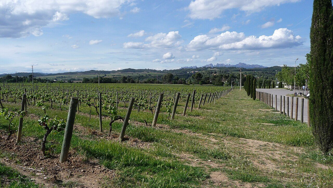 Viñedos del Penedès alrededor de San Sadurní de Noya