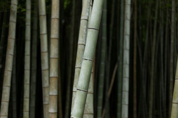 El bosque de bambú de Arashiyama, uno de los rincones más mágicos que ver en Kioto