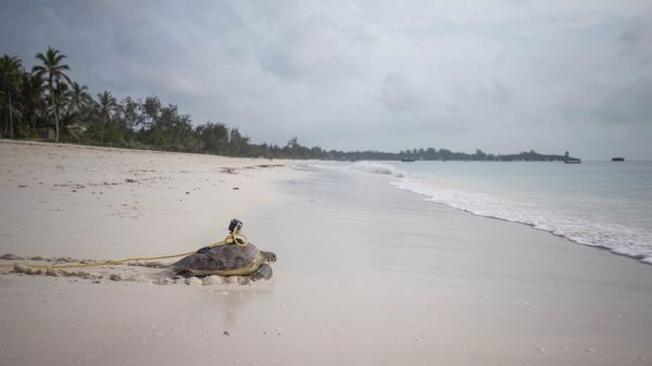 Qué ver en Watamu: sus playas de arena blanca y aguas turquesa