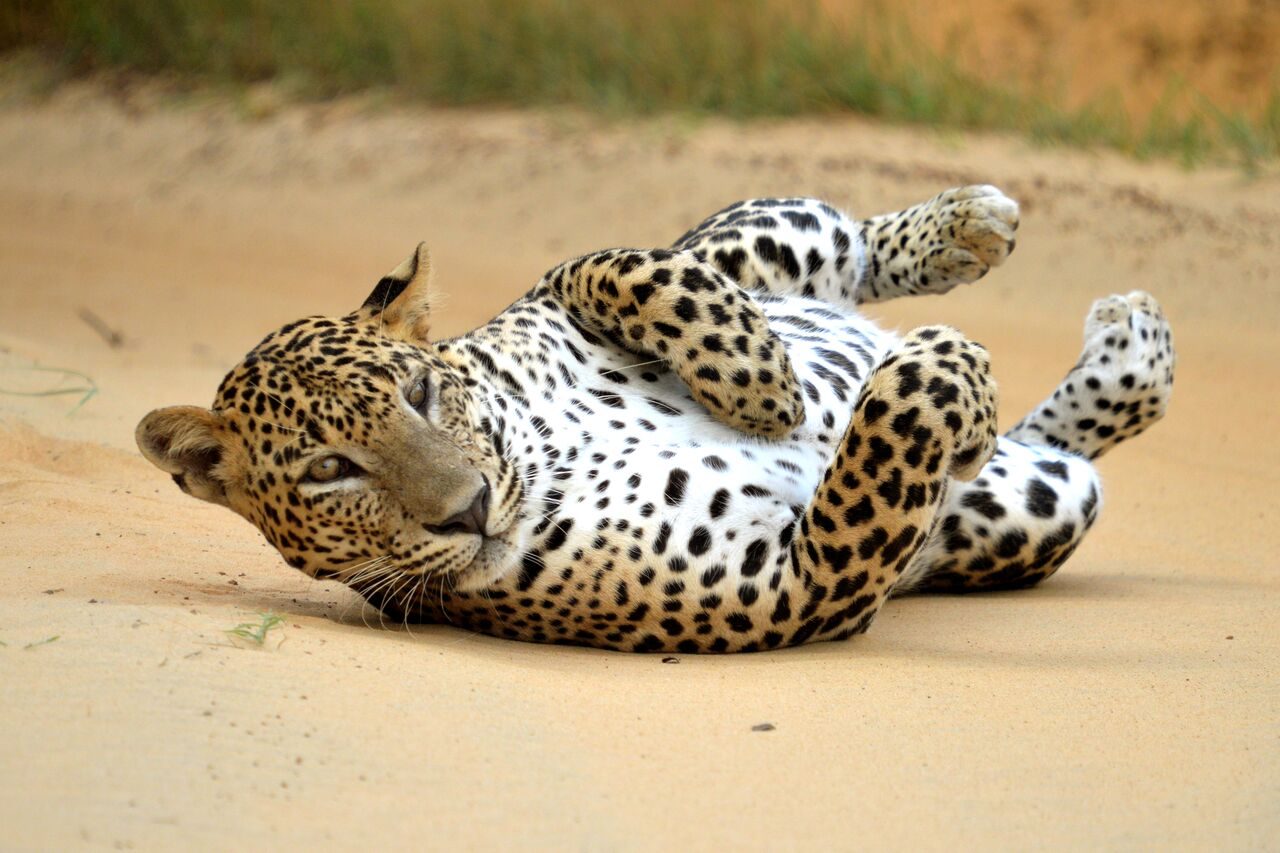 Safari en Yala, una de las mejores experiencias de naturaleza y aventura en Mirissa.