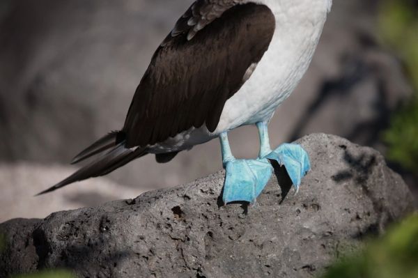 Piquero de patas azules, uno de los grandes atractivos de las excursiones desde Isla Santa Cruz