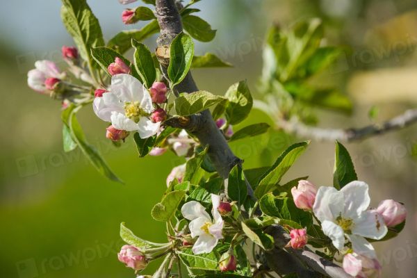 Las chacras de cerezos, parte esencial de qué ver en Los Antiguos