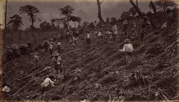Finca cafetera cerca de Armenia, un imprescindible que ver en el Quindío