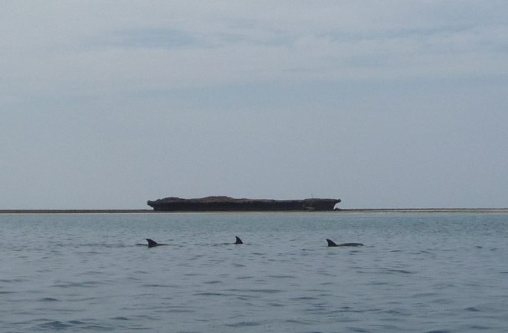 El avistamiento de delfines en Kisite es uno de los planes estrella para ver en Diani