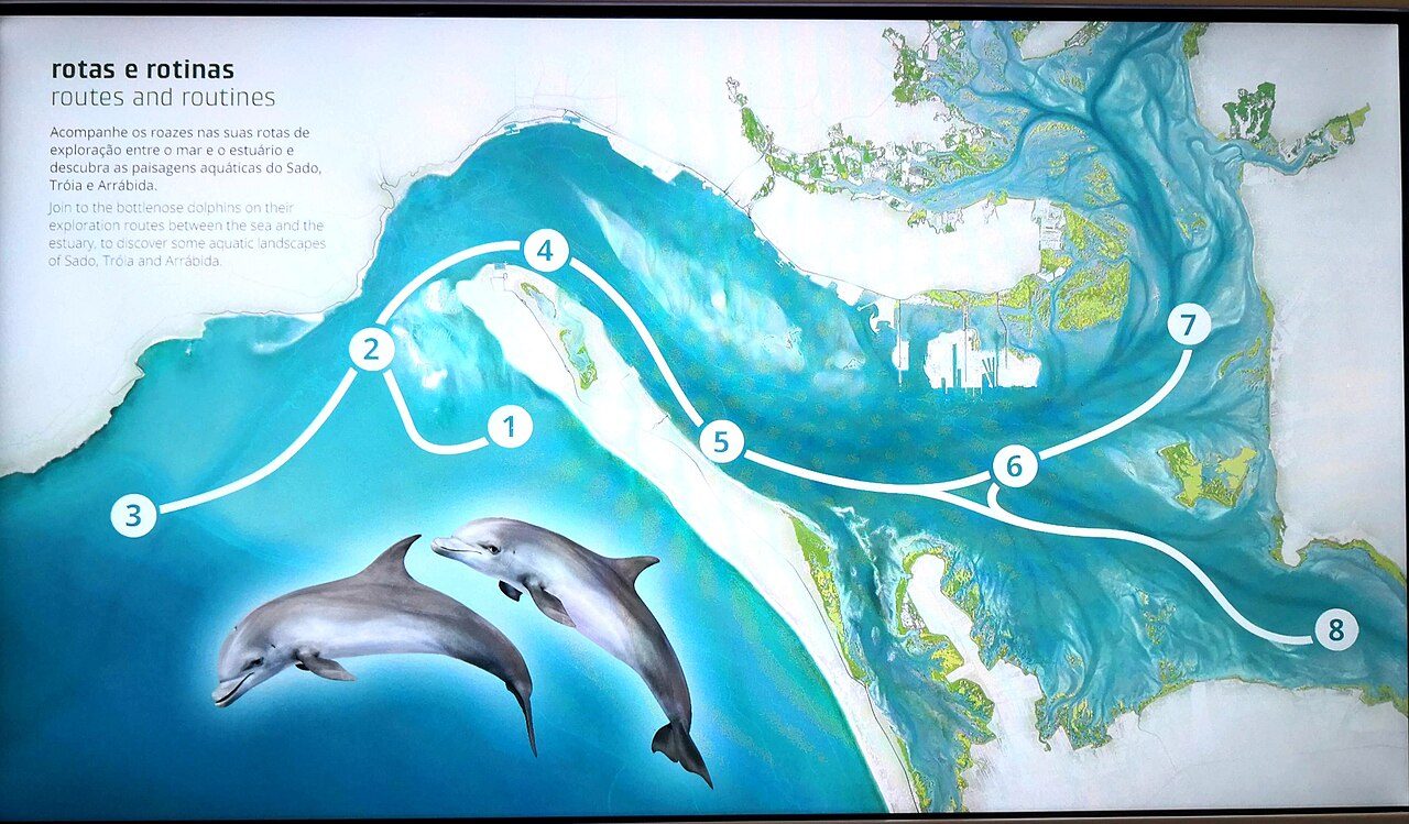 Los delfines del estuario del Sado, la excursión más famosa que hacer en Setúbal