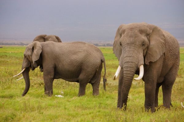 Qué ver en Amboseli: elefantes cruzando la sabana ante el Kilimanjaro