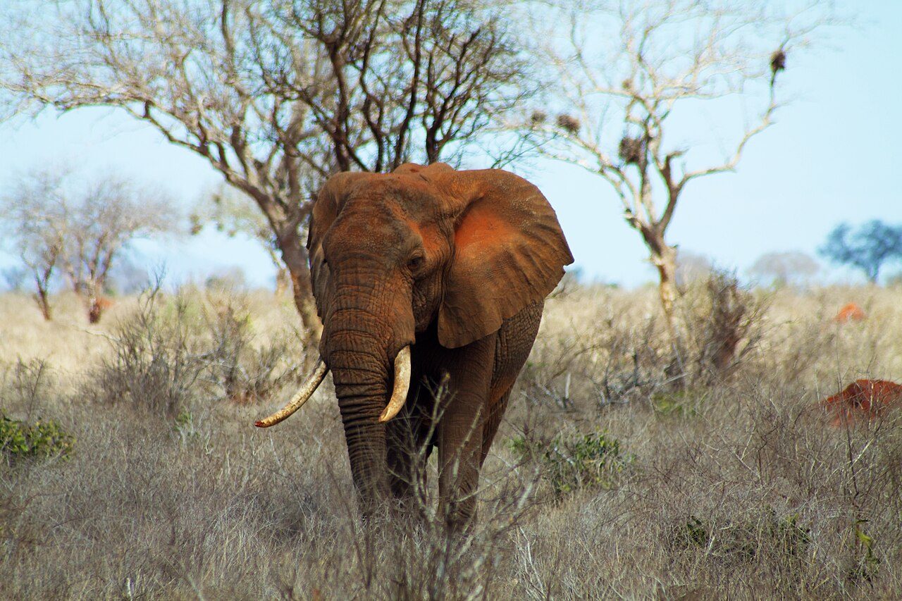 Los safaris a Tsavo son una excursión imprescindible desde Diani