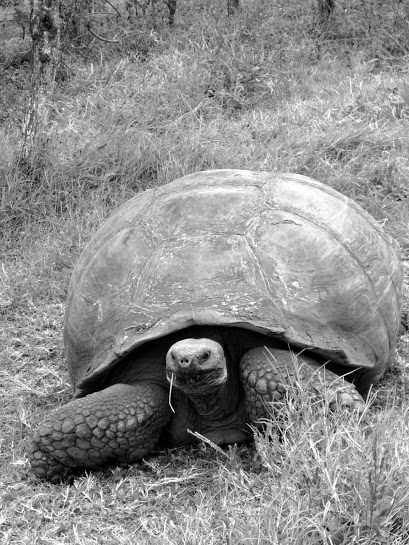 Tortugas gigantes en la parte alta de Isla Santa Cruz, uno de sus grandes imprescindibles