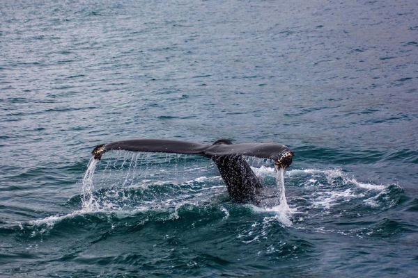 El avistamiento de ballenas es lo mejor que ver en Olafsvik desde el mar