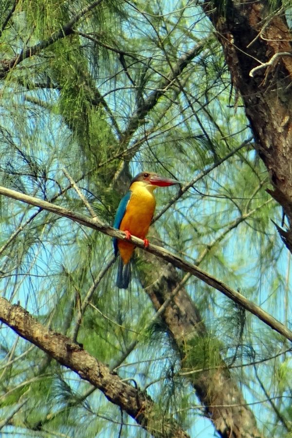 Manglares de la Vía Parque Isla de Salamanca, otro imprescindible qué ver en Ciénaga