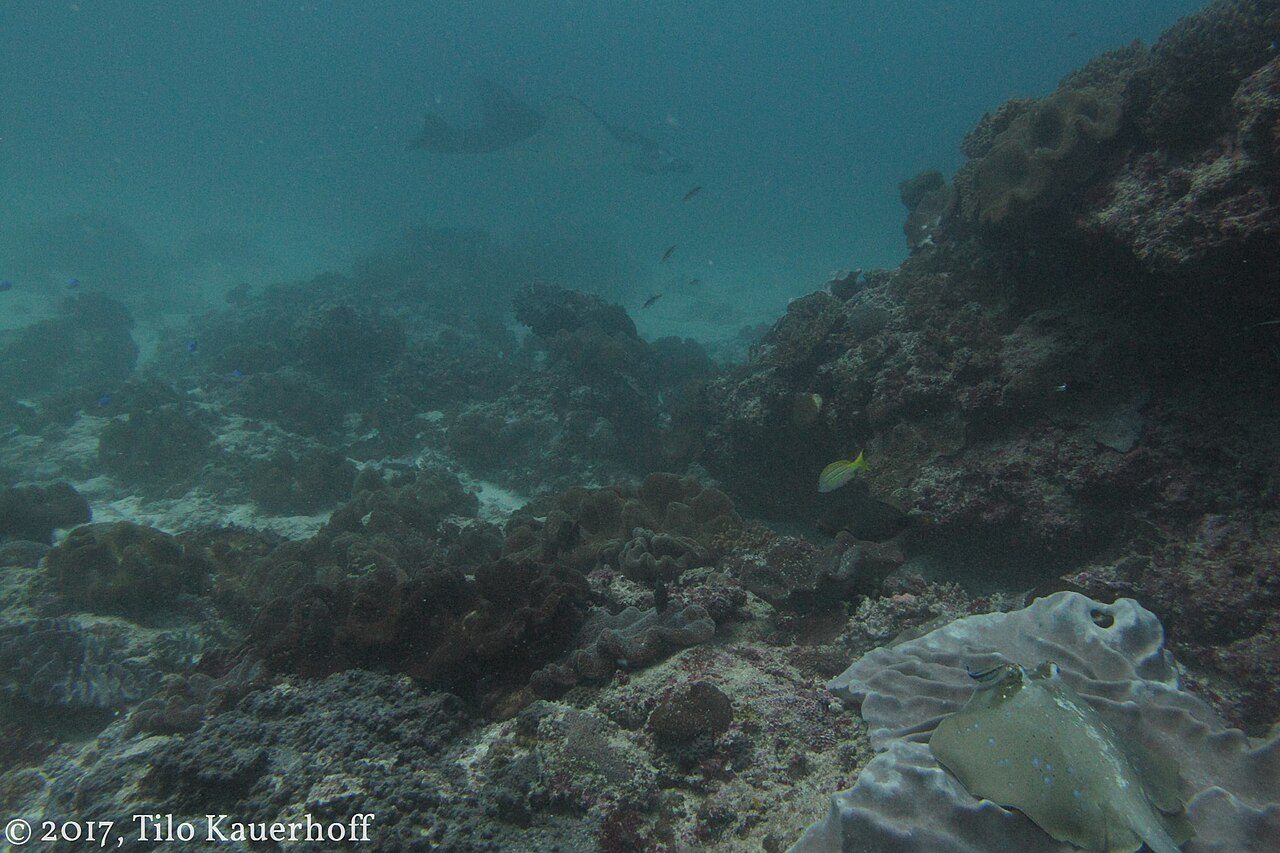 Snorkel con mantarrayas, una de las mejores experiencias de naturaleza y aventura en Nusa Lembongan.