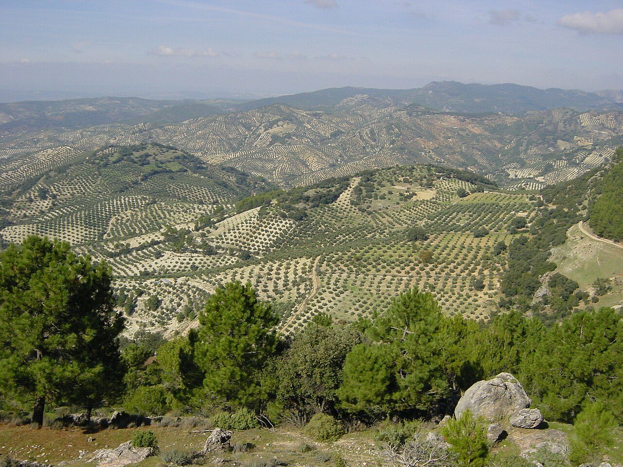 El inmenso mar de olivos que rodea toda la provincia de Jaén