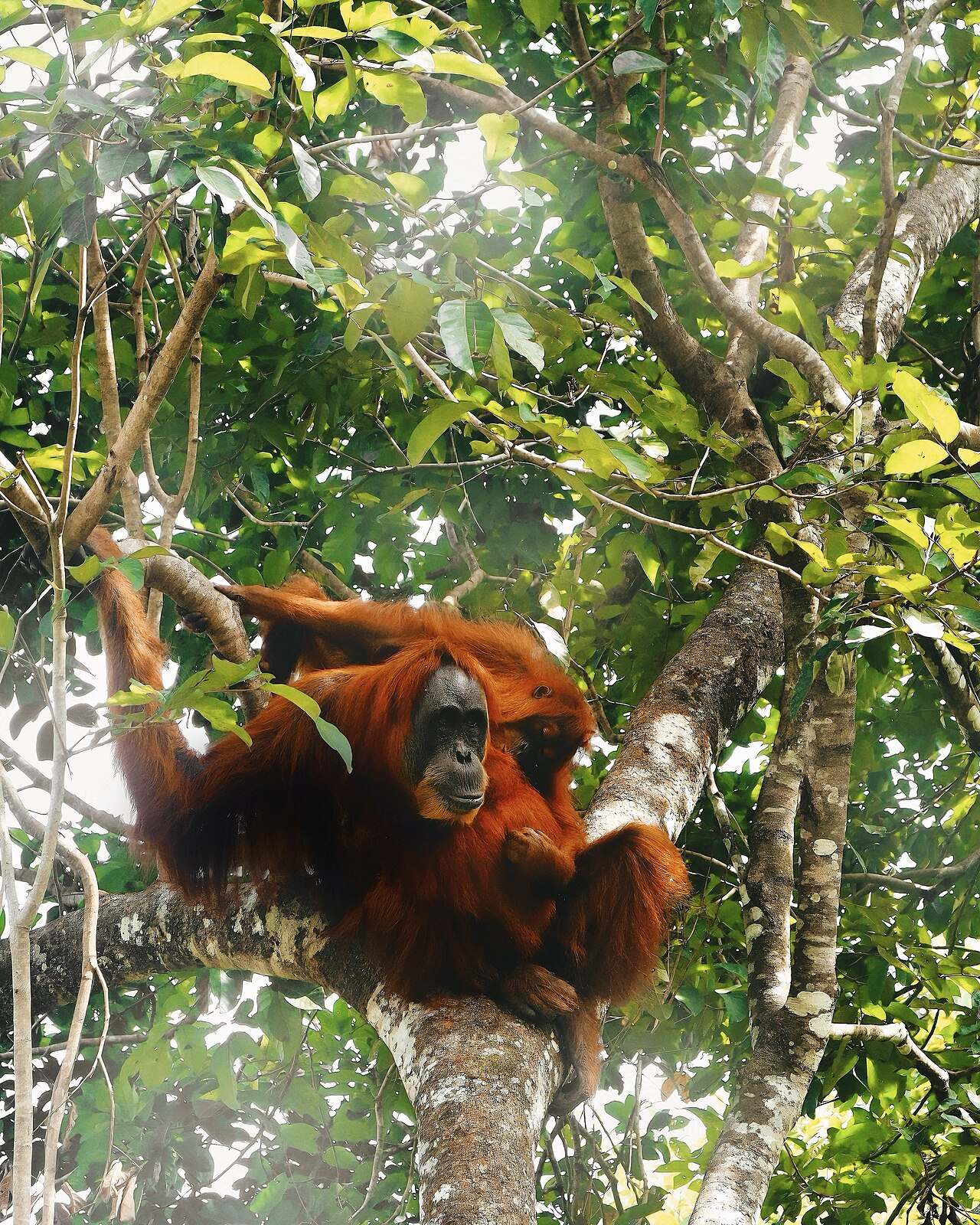 Orangutanes en libertad en Gunung Leuser, la excursión más especial cerca de Medan