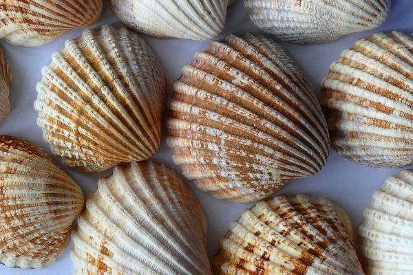 Ostras y mejillones del Delta, protagonistas de la gastronomía de L'Ampolla