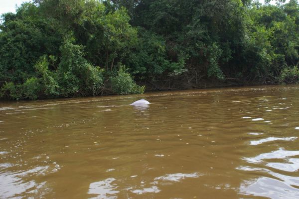 Los delfines rosados de los lagos Tarapoto, uno de los grandes atractivos de qué ver en Puerto Nariño