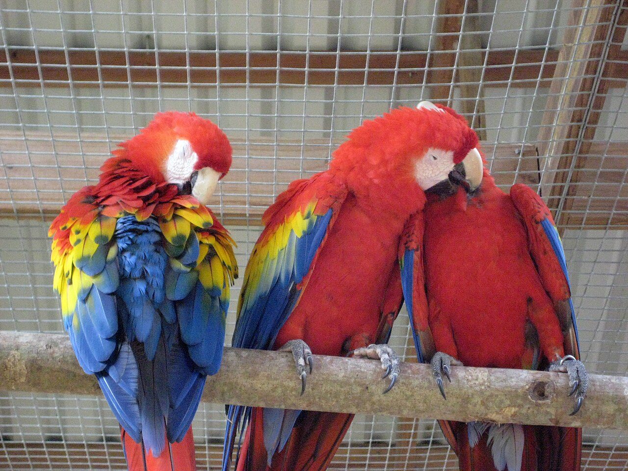 Guacamayas en el parque de aves, una de las mejores excursiones cerca de Copán Ruinas