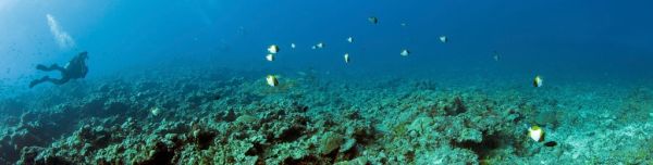 El buceo en arrecifes es una de las mejores cosas que ver y hacer en Addu