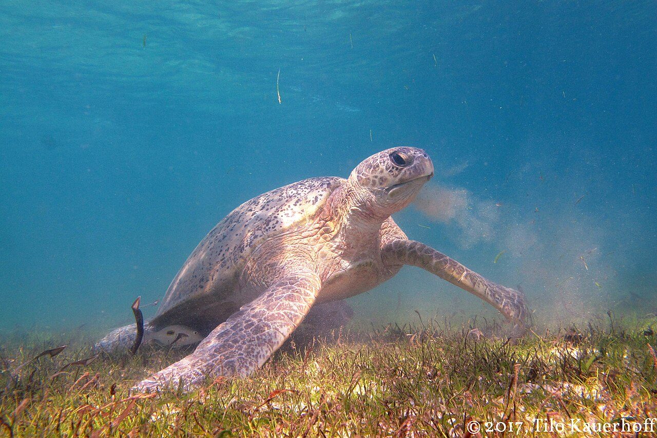 Naturaleza y aventura en Gili Trawangan: nadar entre tortugas es casi garantizado
