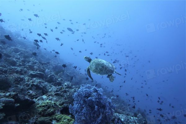 Naturaleza y aventura en Gili Trawangan: nadar entre tortugas es casi garantizado