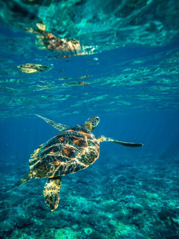 Ver tortugas haciendo snorkel es lo más popular que hacer en Gili Air