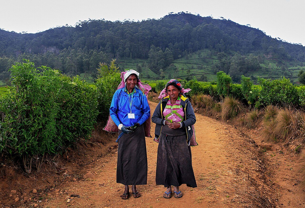 Recolectoras de té, una imagen habitual al recorrer Haputale