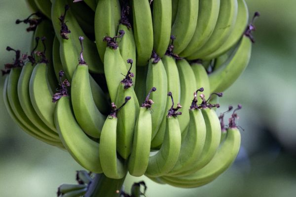 Las fincas de frutas tropicales, un plan original que ver cerca de La Herradura