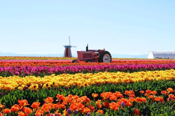 Campos de tulipanes en flor cerca de Noordwijkerhout, imprescindibles para saber qué ver en la región de los bulbos