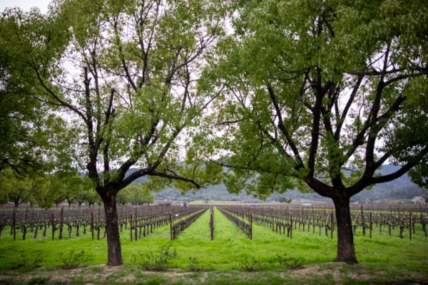 Viñedos y olivares en la sierra, esencia del enoturismo que ver en Montilla