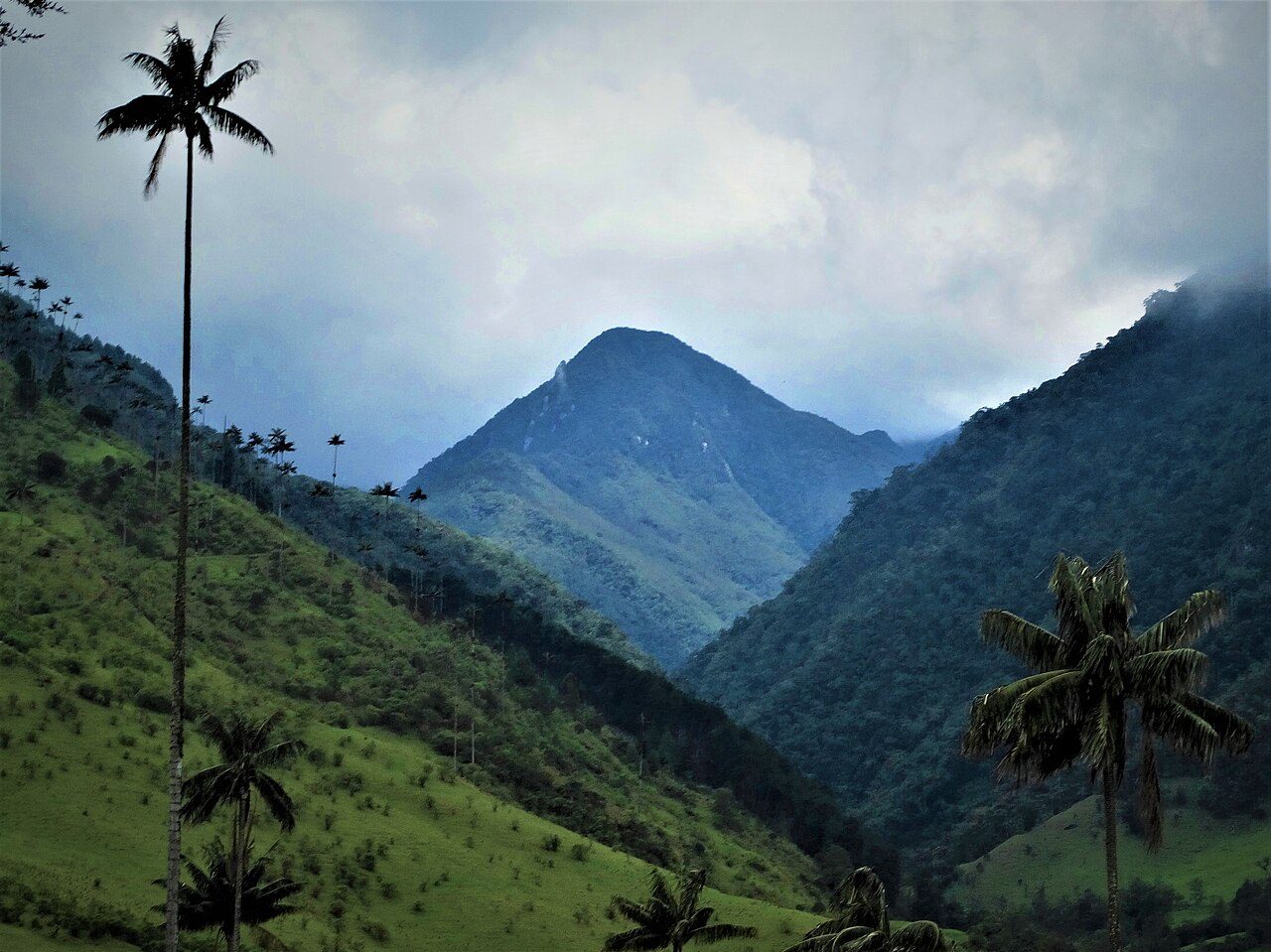 Las palmas de cera de Toche, uno de los planes imprescindibles cerca de Ibagué
