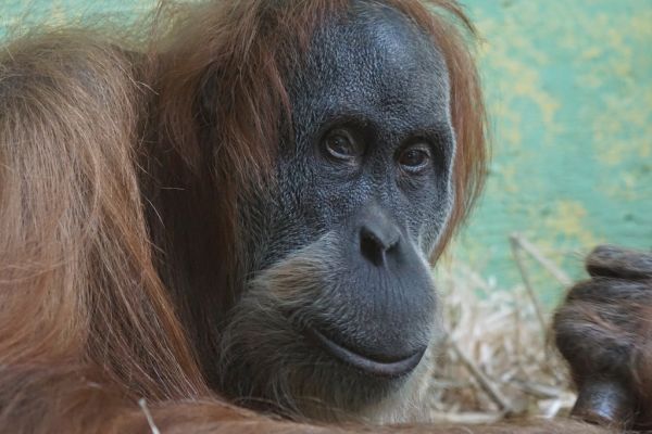 Ver orangutanes en libertad, lo imprescindible de una visita a Pangkalan Bun