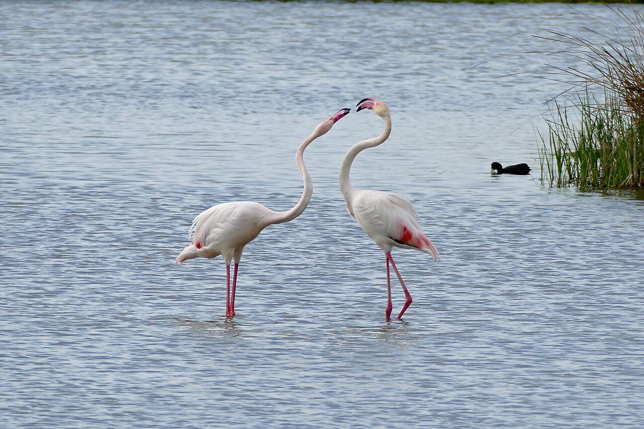 Flamencos en los Aiguamolls, naturaleza que ver cerca de Empuriabrava