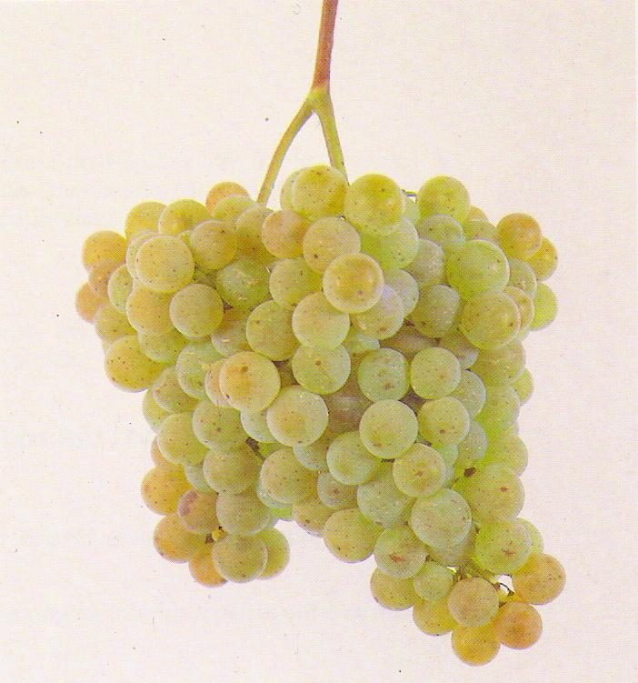 Viñedos de albariño en los alrededores de Cambados, la capital del vino