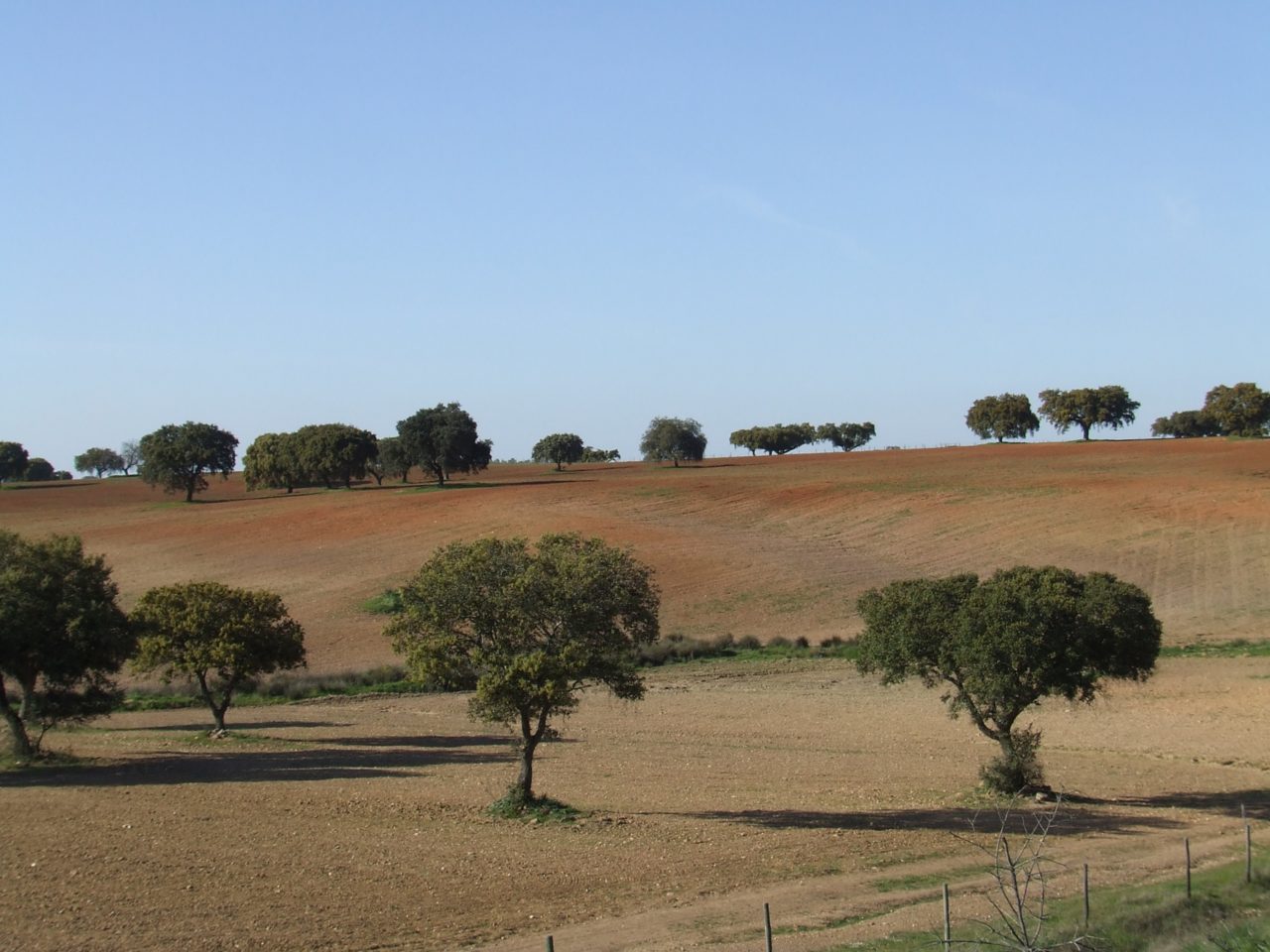 Las dehesas fronterizas, escenario de las excursiones cercanas a Olivenza
