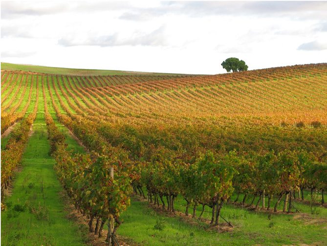 Viñedos del Alentejo en los alrededores de Estremoz