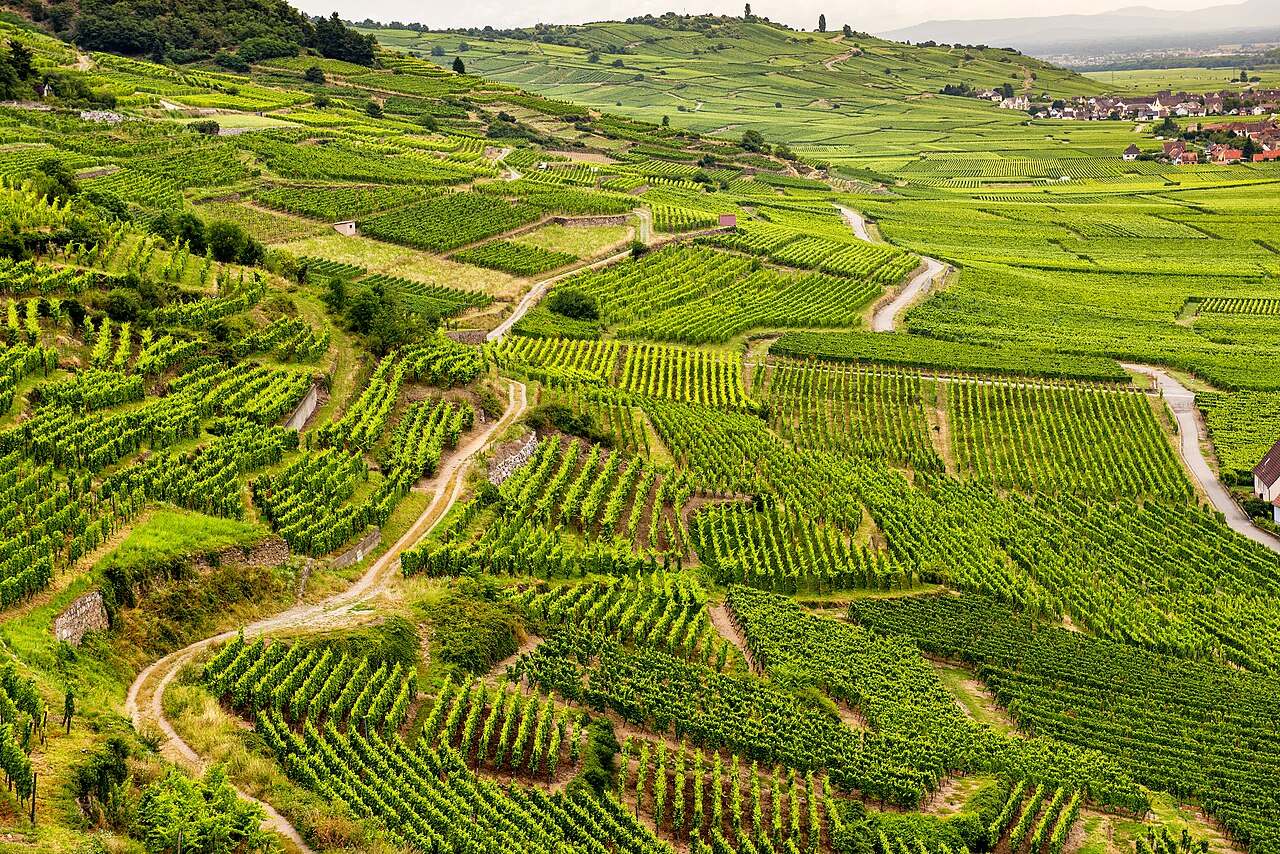 Qué hacer en Saint Hippolyte: una visita a bodega para catar los vinos de Alsacia