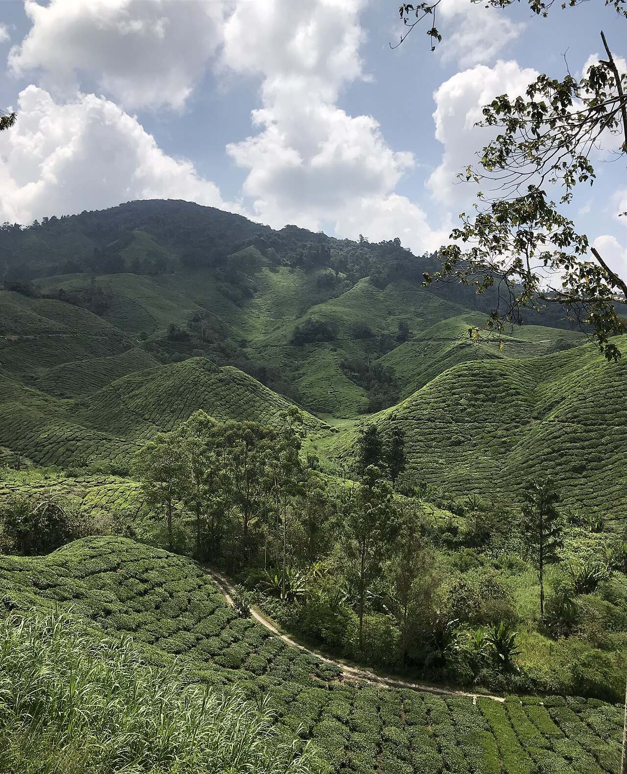 Mirador sobre las plantaciones de té BOH, cerca de Brinchang