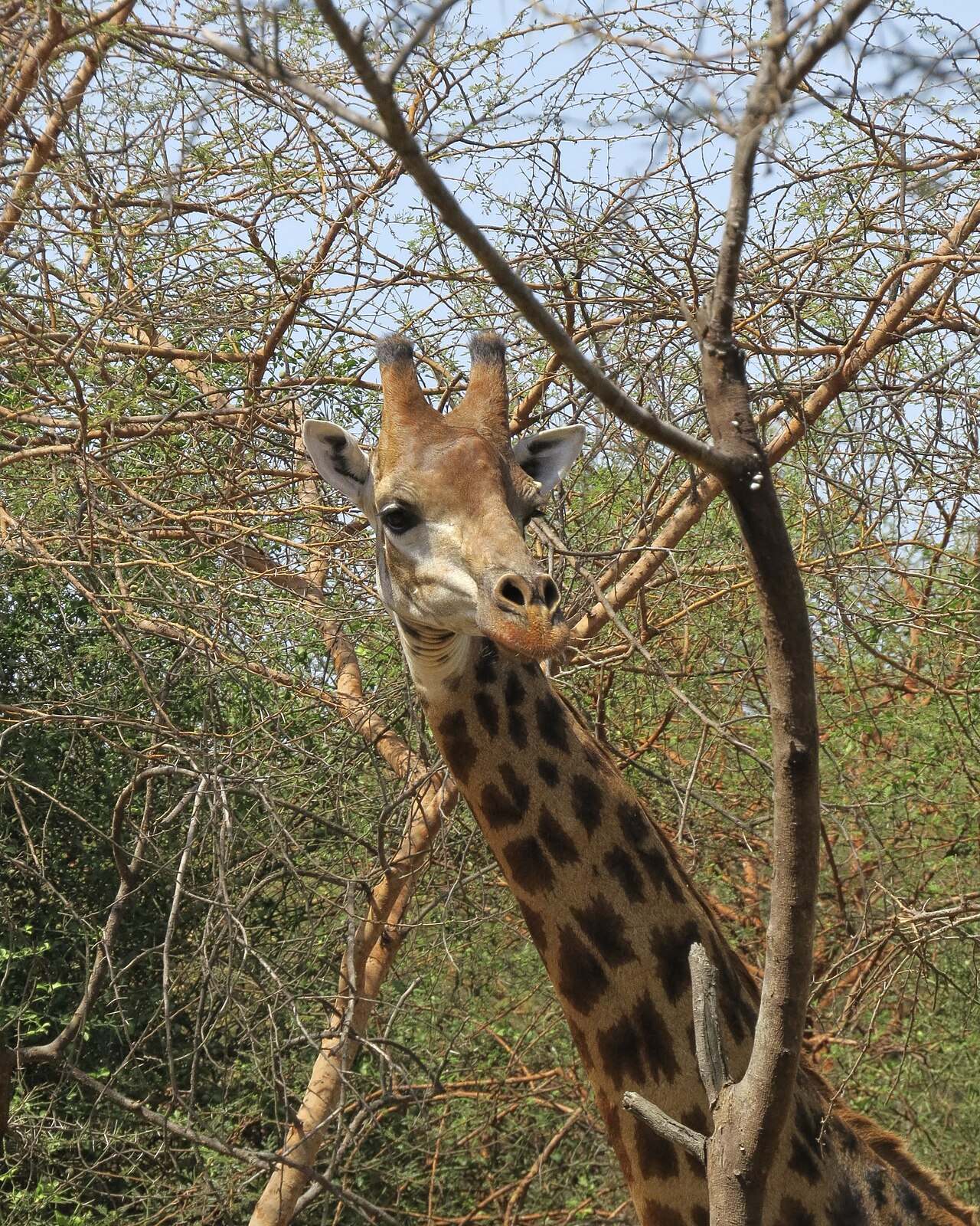 Safari en la sabana durante una excursión de un día en Saly
