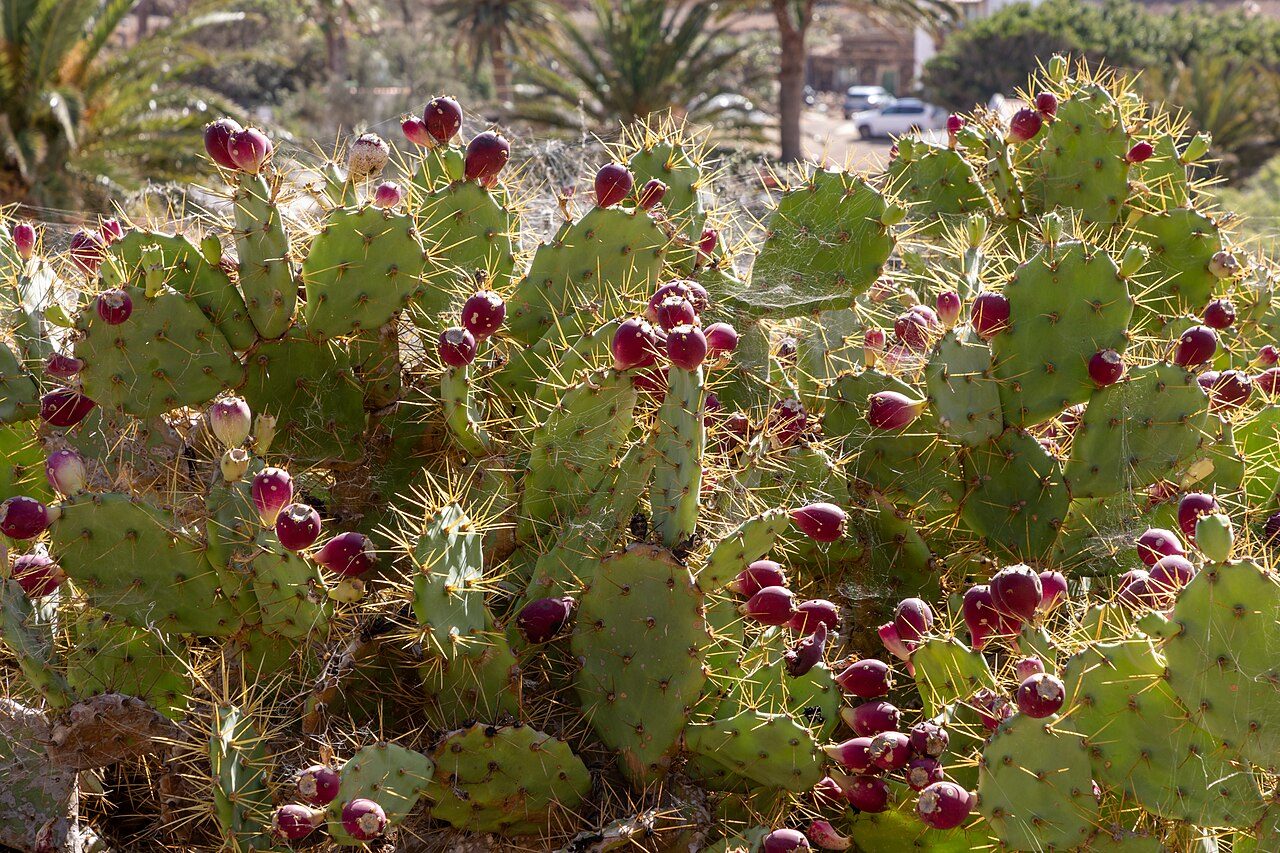Betancuria, el pueblo histórico que ver en Fuerteventura